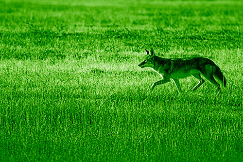 Running Coyote Hunting Among Grass Prairie (Green Shade Photo)