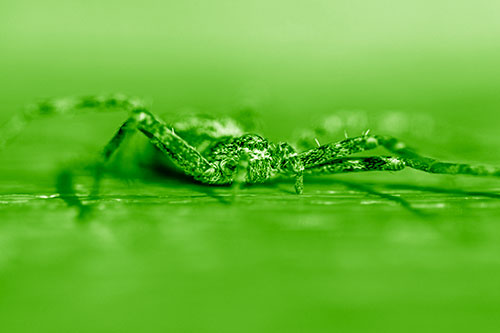 Running Crab Spider Resting Among Bench (Green Shade)