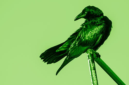 Rusted Rail Raven Keeping Watch (Green Shade)
