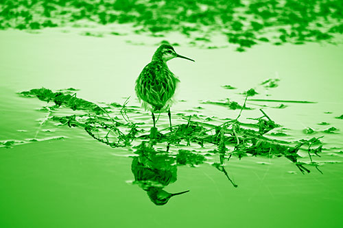 Sandpiper Bird Perched On Floating Lake Stick (Green Shade Photo)