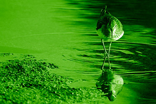 Sandpiper Watching Water Rippling Among Shoreline (Green Shade)