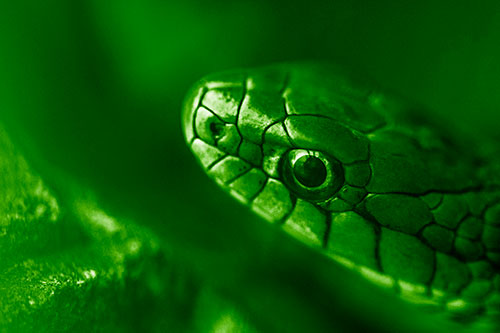 Scared Garter Snake Makes Appearance (Green Shade Photo)