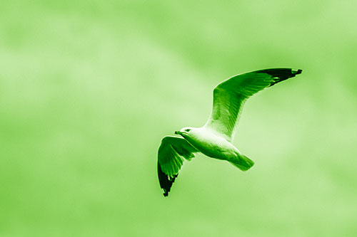 Seagull Flying Among Cloudy Overcast Sky (Green Shade)