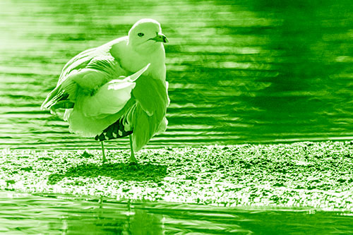 Seagull Grooming Itself Among Lake Shore (Green Shade)