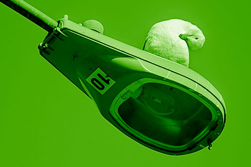 Seagull Grooming Self Atop Street Light Pole (Green Shade)