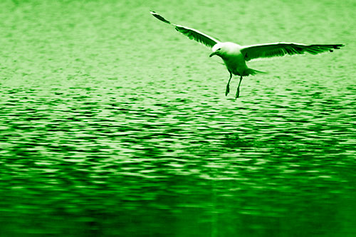 Seagull Landing On Lake Water (Green Shade Photo)