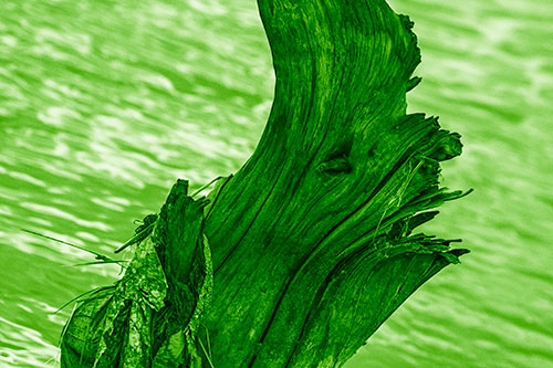 Seasick Faced Tree Log Among Flowing River (Green Shade Photo)