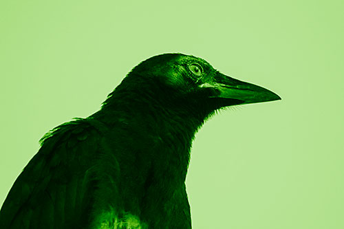 Shaded Crow Gazing Towards Sunlight (Green Shade)