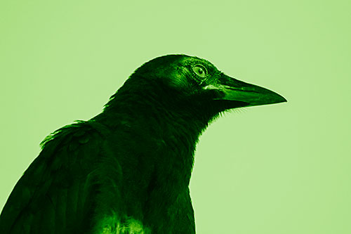 Shaded Crow Gazing Towards Sunlight (Green Shade Photo)