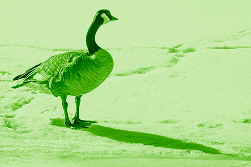 Shadow Casting Canadian Goose Standing Among Snow (Green Shade Photo)