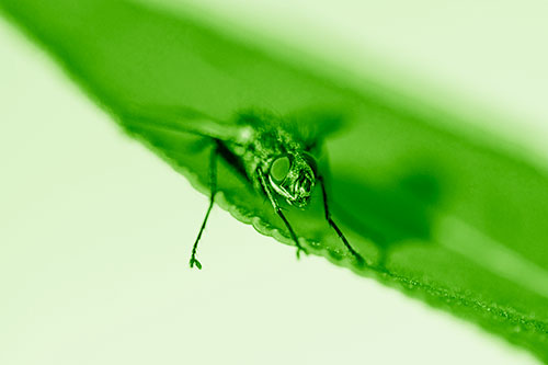 Shadow Casting Cluster Fly Dangles Leg Off Plant Leaf (Green Shade)