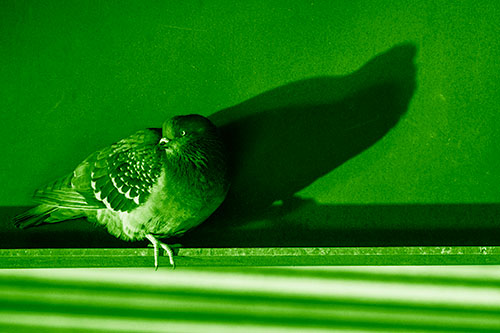 Shadow Casting Pigeon Looking Towards Light (Green Shade)