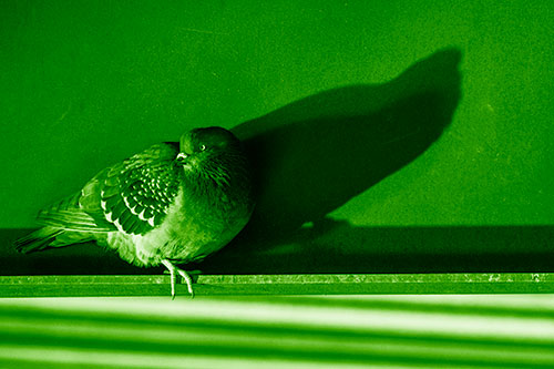 Shadow Casting Pigeon Looking Towards Light (Green Shade Photo)