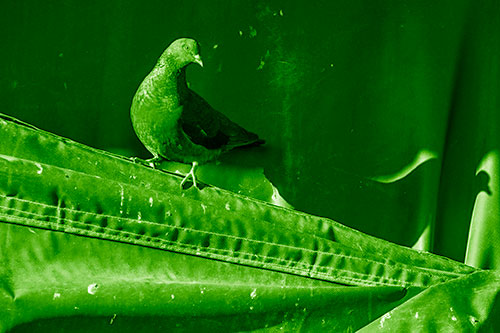 Shadow Casting Pigeon Perched Along Dirty Sloping Tarp (Green Shade)