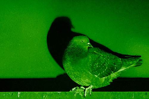 Shadow Casting Pigeon Perched Among Steel Beam (Green Shade Photo)