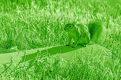 Shadow Casting Squirrel Sitting Atop Concrete Drain (Green Shade)