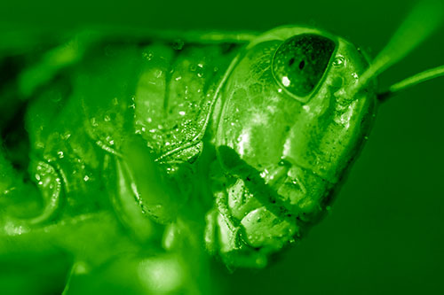 Shadow Casts Smile Across Grasshoppers Face (Green Shade)