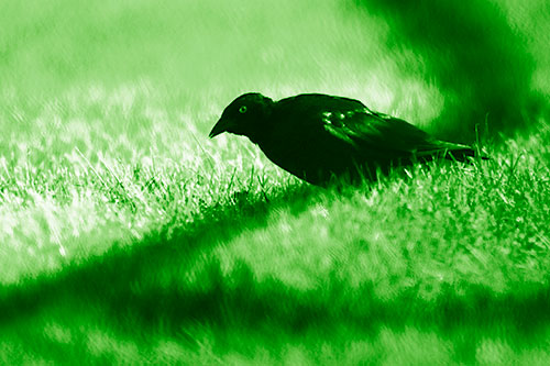 Shadow Standing Grackle Bird Leaning Forward On Grass (Green Shade Photo)