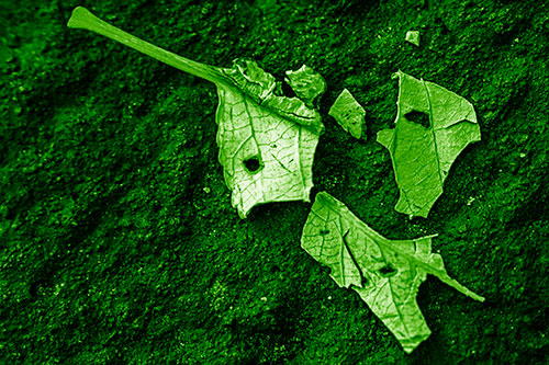 Shattered Leaf Face Separating Atop Pavement (Green Shade)