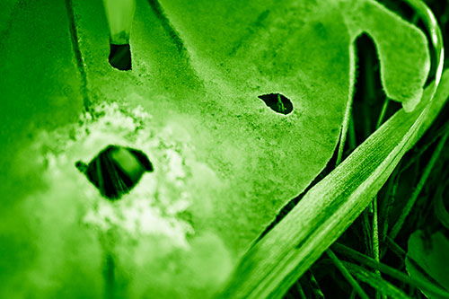 Shocked Peeling Grass Eyed Ice Face (Green Shade Photo)