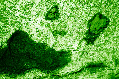 Shocked Puddle Face Drying Among Rock Surface (Green Shade)