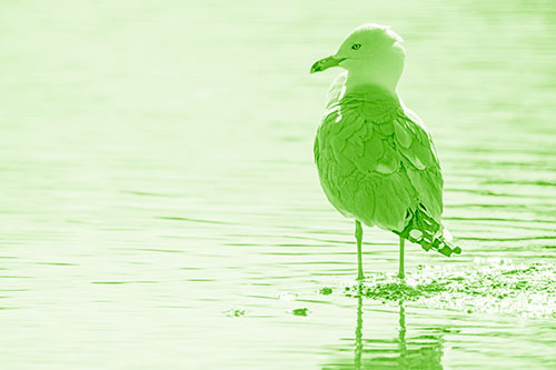 Shore Standing Seagull Watches Across Lake (Green Shade)