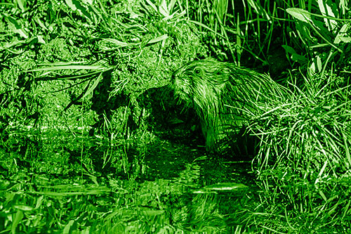 Shy Muskrat Sits Among Shallow Stream (Green Shade)