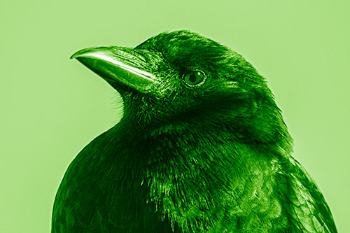 Side Glancing Crow Among Sunlight (Green Shade Photo)