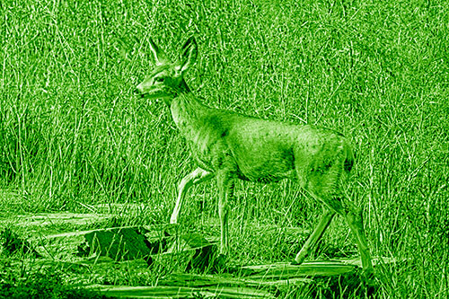 Side Glancing Mule Deer Walking Up Stepping Stones (Green Shade)