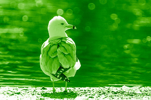 Sideways Glancing Seagull Observing Lake Surroundings (Green Shade)