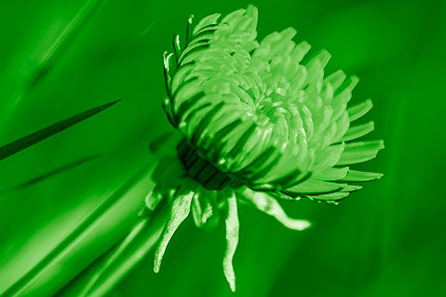 Sideways Taraxacum Flower Blooming Towards Light (Green Shade Photo)
