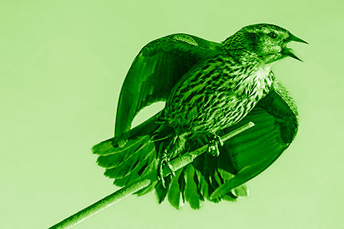 Singing Female Red Winged Blackbird Gripping Broken Cattail (Green Shade)