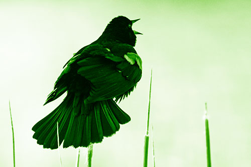 Singing Red Winged Blackbird Atop Cattail Branch (Green Shade Photo)