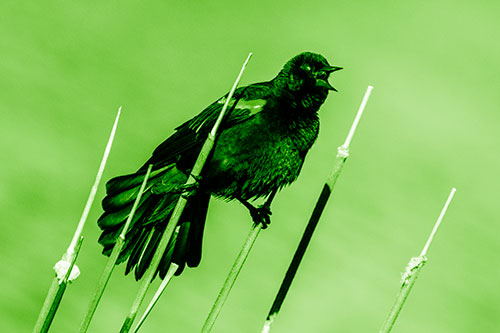 Singing Red Winged Blackbird Gripping Ahold Between Leaning Cattail Branches (Green Shade)
