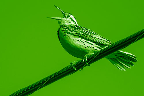 Singing Western Meadowlark Perched Atop Powerline Wire (Green Shade Photo)