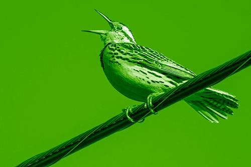 Singing Western Meadowlark Perched Atop Powerline Wire (Green Shade)