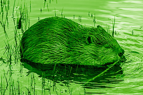 Sitting Beaver Nibbles Branch Along Shallow Rivershore (Green Shade)