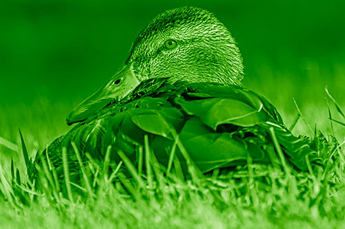 Sitting Mallard Duck Resting Among Grass (Green Shade Photo)