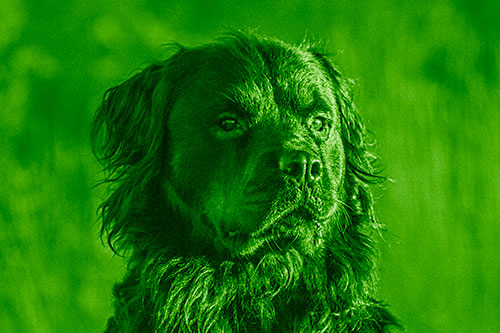 Sitting Rottweiler Dog Poses Among Sunrise (Green Shade)