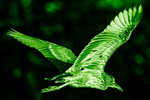 Skittish Black Crowned Night Heron Flying Towards Seclusion (Green Shade)