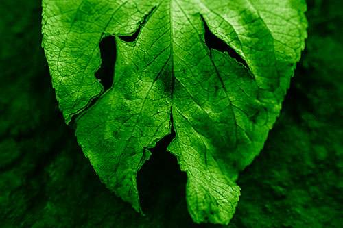 Slant Eyed Leaf Face Decaying Atop Pavement (Green Shade)