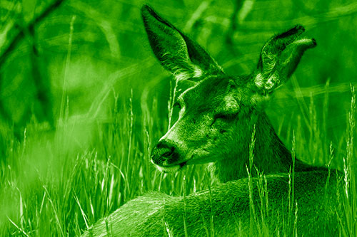 Sleepy White Tailed Deer Enjoying Happy Dreams (Green Shade Photo)