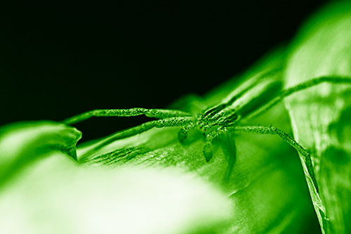 Slender Crab Spider Sprawled Out Among Plant (Green Shade)