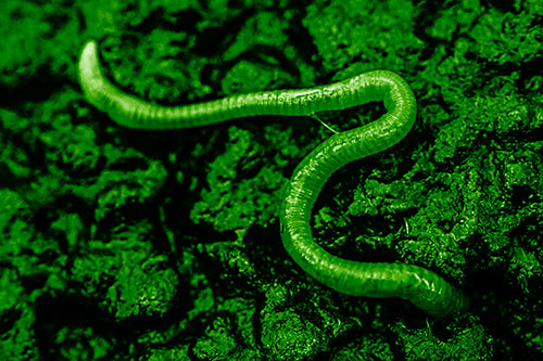 Slimy Earthworm Stuck Between Damp Pavement Crevice (Green Shade)