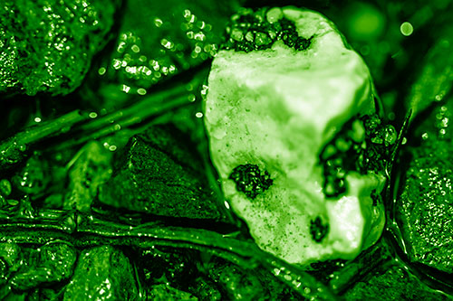 Slimy Extraterrestrial Alien Faced Rock Head (Green Shade Photo)