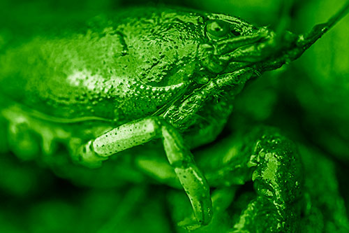 Slimy Wet Bulging Eyed Crayfish (Green Shade Photo)