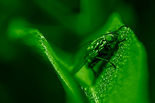 Sloping Cluster Fly Hangs Onto Leaf Petal (Green Shade)