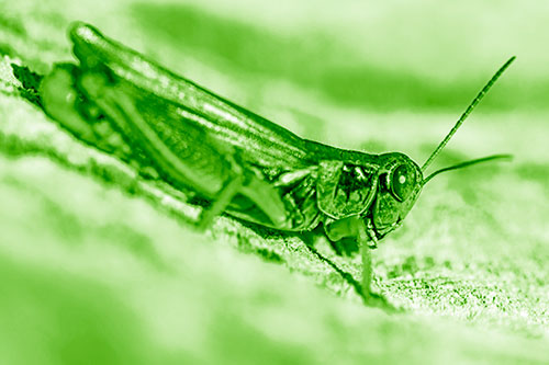 Sloping Grasshopper Enjoying Sunshine Among Tree Stump (Green Shade Photo)