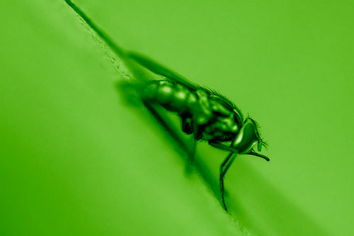 Sloping Perched Cluster Fly Cleaning Itself (Green Shade)