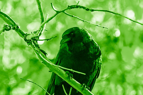 Sloping Perched Crow Glancing Downward Atop Tree Branch (Green Shade Photo)